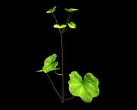 Alchemilla Ovitensis