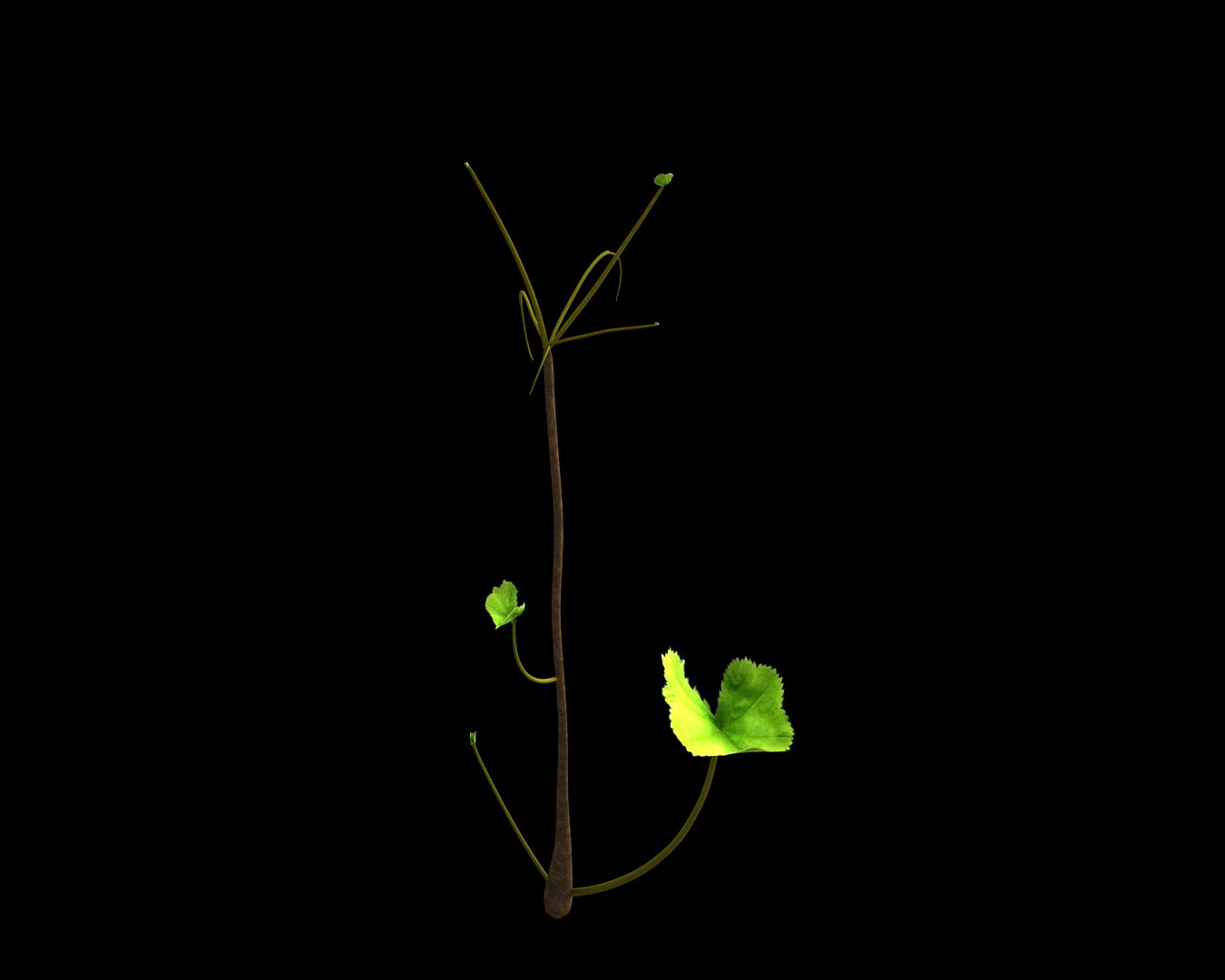 3D Flowers Open Animation - TurboSquid 1597655