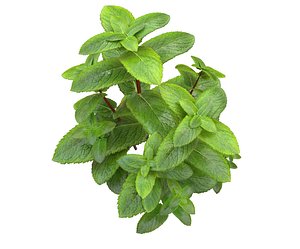 mint plant 3D model