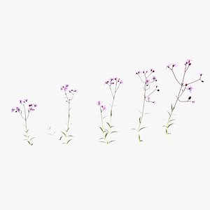 Ragged Robin Pack