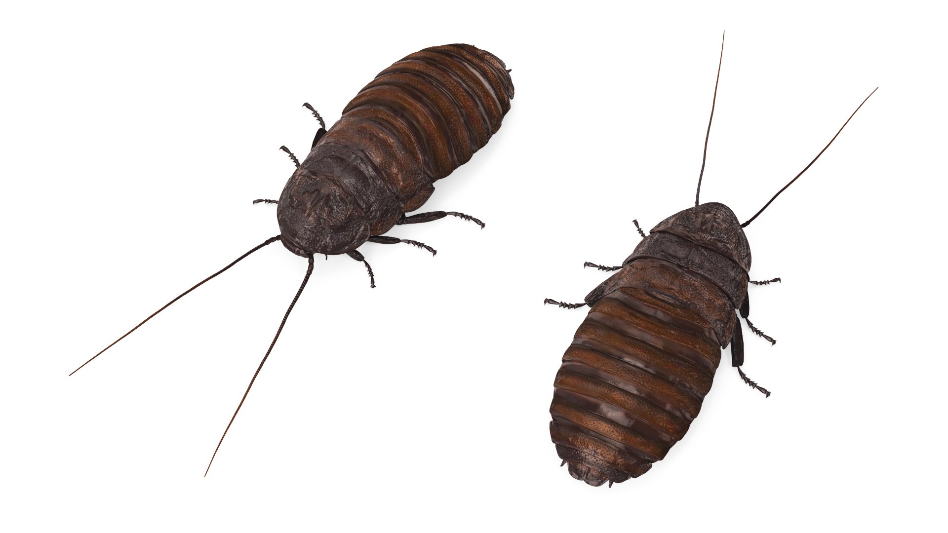 Wood Feeding Cockroach Rigged for Cinema 4D 3D https://p.turbosquid.com/ts-thumb/lc/5ORVxh/8E/woodfeedingcockroachriggedforcinema4d3dmodel007/jpg/1704826998/1920x1080/fit_q87/abc72ef67d0d59af9b16ea0e5942013d6394760b/woodfeedingcockroachriggedforcinema4d3dmodel007.jpg