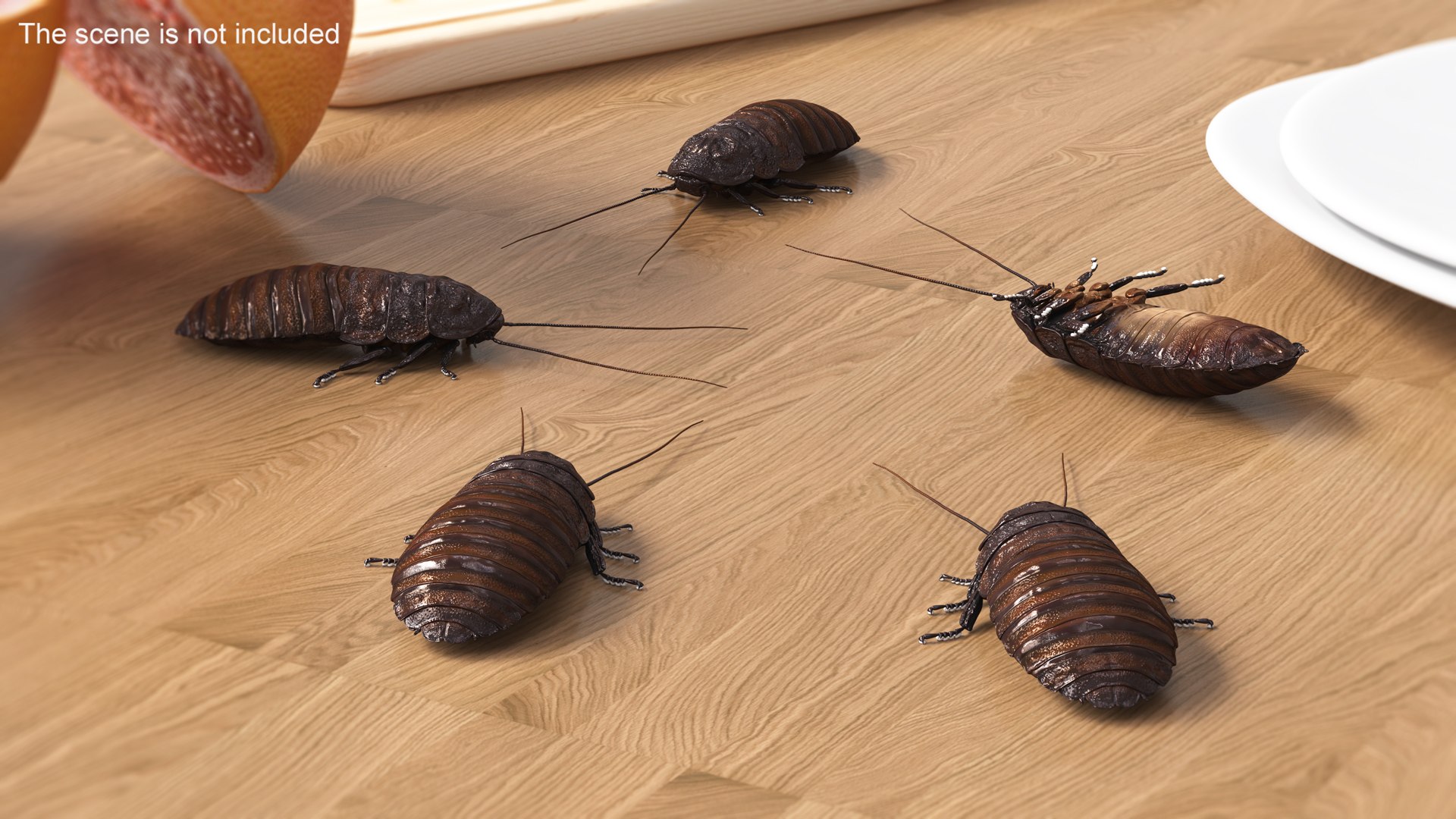 Wood Feeding Cockroach Rigged for Cinema 4D 3D https://p.turbosquid.com/ts-thumb/lc/5ORVxh/JL/woodfeedingcockroachriggedforcinema4d3dmodel003/jpg/1704826976/1920x1080/fit_q87/3c65185b54c1fbca3229e4d8618e274b1b446ea3/woodfeedingcockroachriggedforcinema4d3dmodel003.jpg