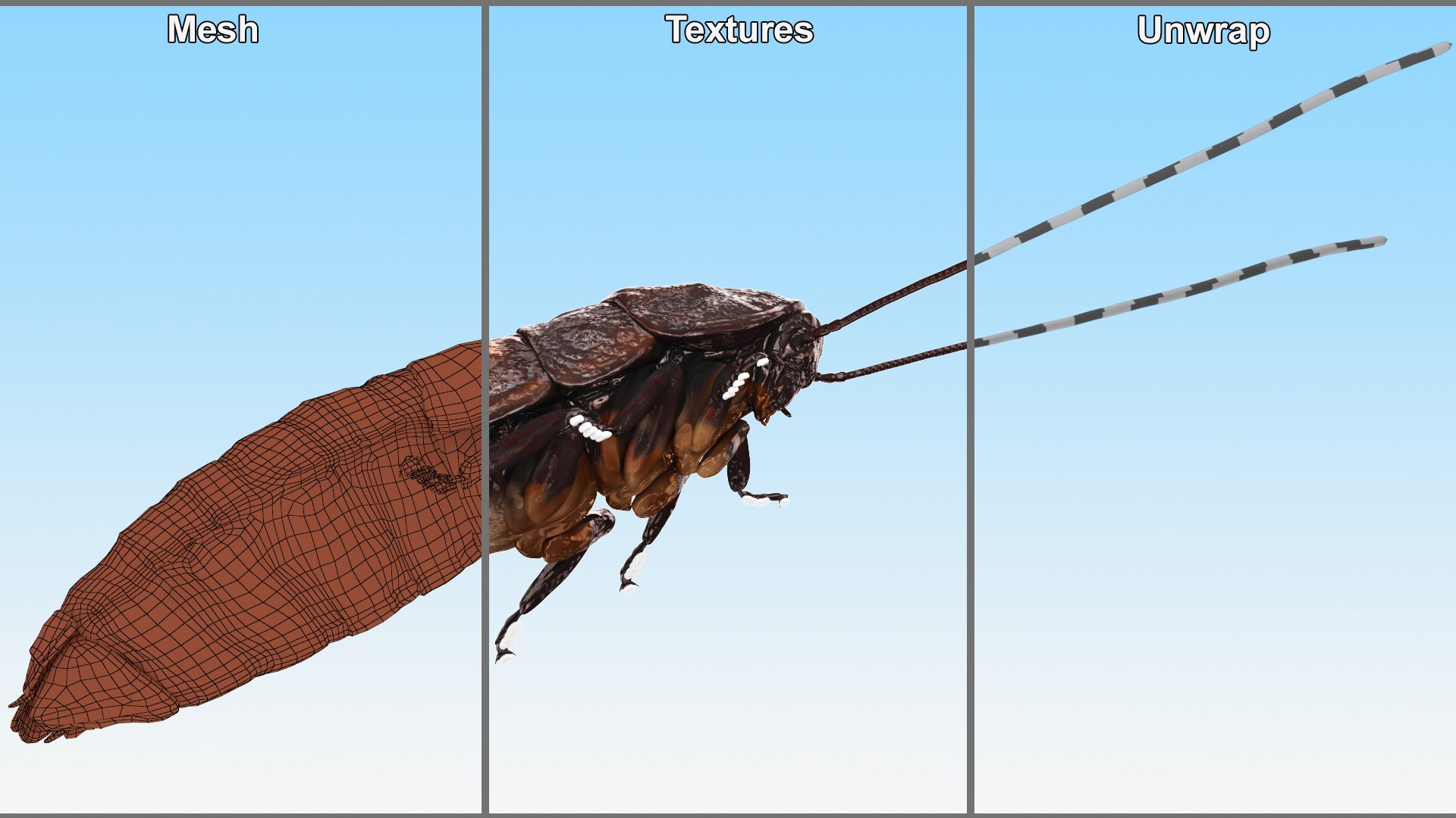 Wood Feeding Cockroach Rigged for Cinema 4D 3D https://p.turbosquid.com/ts-thumb/lc/5ORVxh/zN/woodfeedingcockroachriggedforcinema4d3dmodel011/jpg/1704827018/1920x1080/fit_q87/3e7526eed04784749e4cac17fe10b40a58048c90/woodfeedingcockroachriggedforcinema4d3dmodel011.jpg