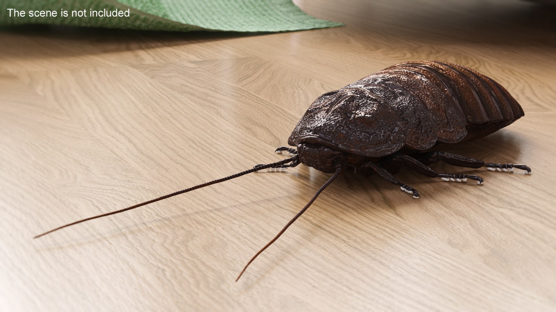 Wood Feeding Cockroach Rigged for Cinema 4D 3D model preview