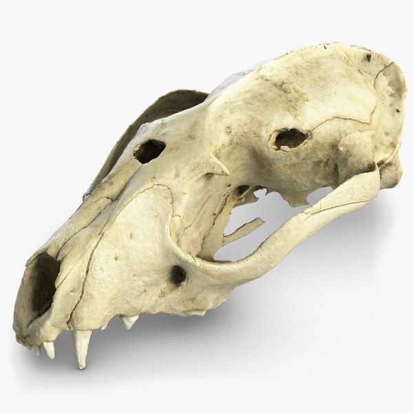 asian palm civet luwak max