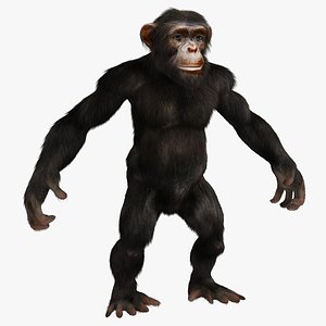 chimpanzee monkey fur 3D model