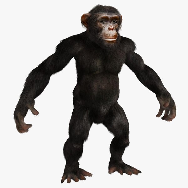 Macaco chimpanzé com pele Modelo 3D $79 - .3ds .fbx .max .obj - Free3D