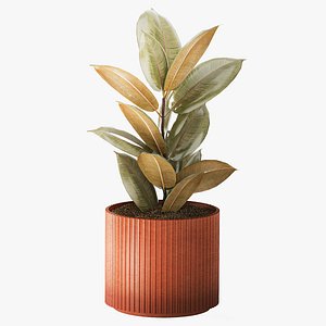 A small Ficus Robusta in a red pot