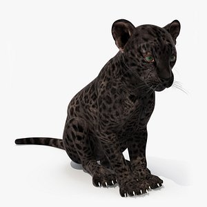 Black Leopard Cub Sitting Pose model