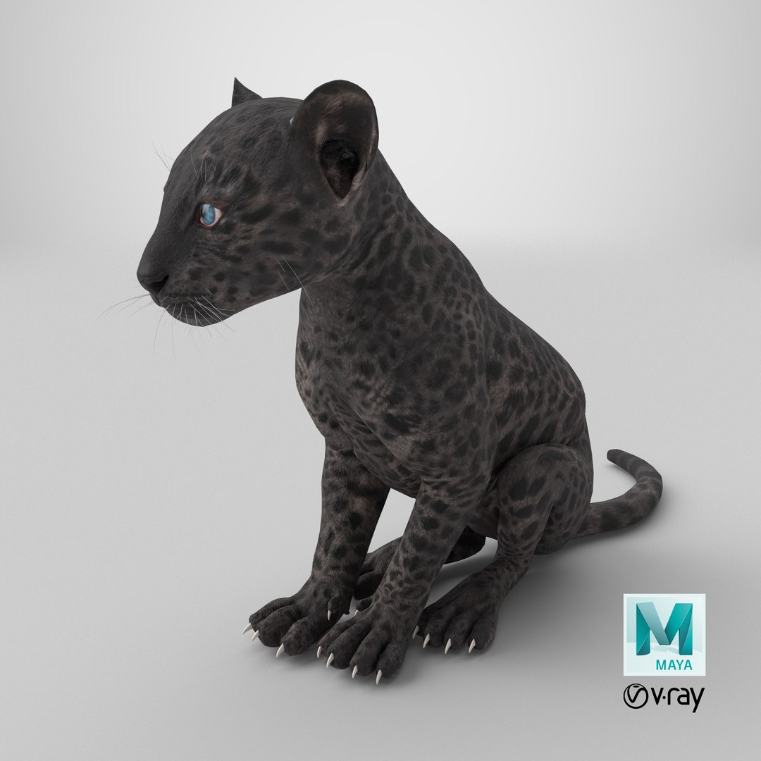 Black Leopard Cub Sitting Pose model https://p.turbosquid.com/ts-thumb/lc/IZEkwz/YS/stemcell_maya_vray_render/png/1739349780/1920x1080/fit_q87/45971cc00b28b38a35a5e2342e3e9d1b8bde7af7/stemcell_maya_vray_render.jpg