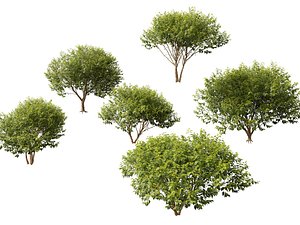 HighpolyLow Poly Betula nigra Little King Fox Valley - river birch 3D model