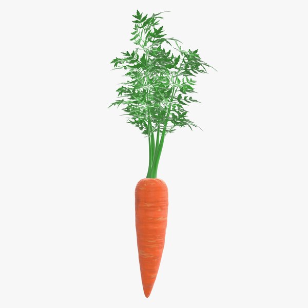 carrot 3D model