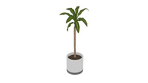 3D Dracaena fragrans