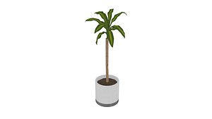 Dracaena fragrans