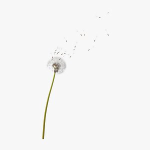 dandelion blown 02 3d model
