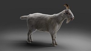 3D Fur Goat 02 NO Rigged in Blender model