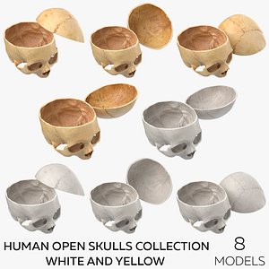 Human Open Skulls Collection White and Yellow - 8 models model