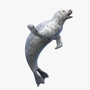 Harbor Seal Animated