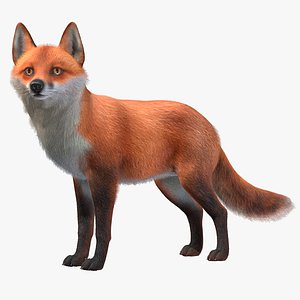 3D Fox - Male model
