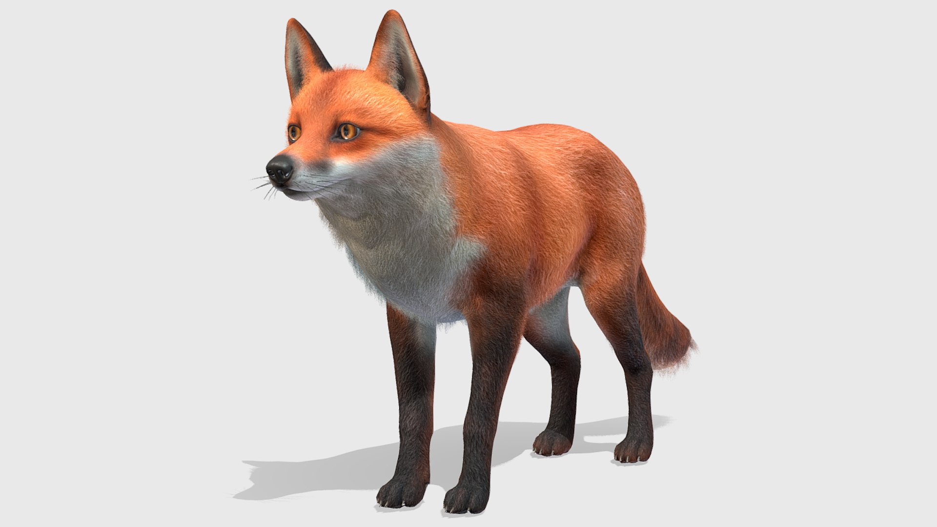 3D Fox - Male Model - TurboSquid 2107378