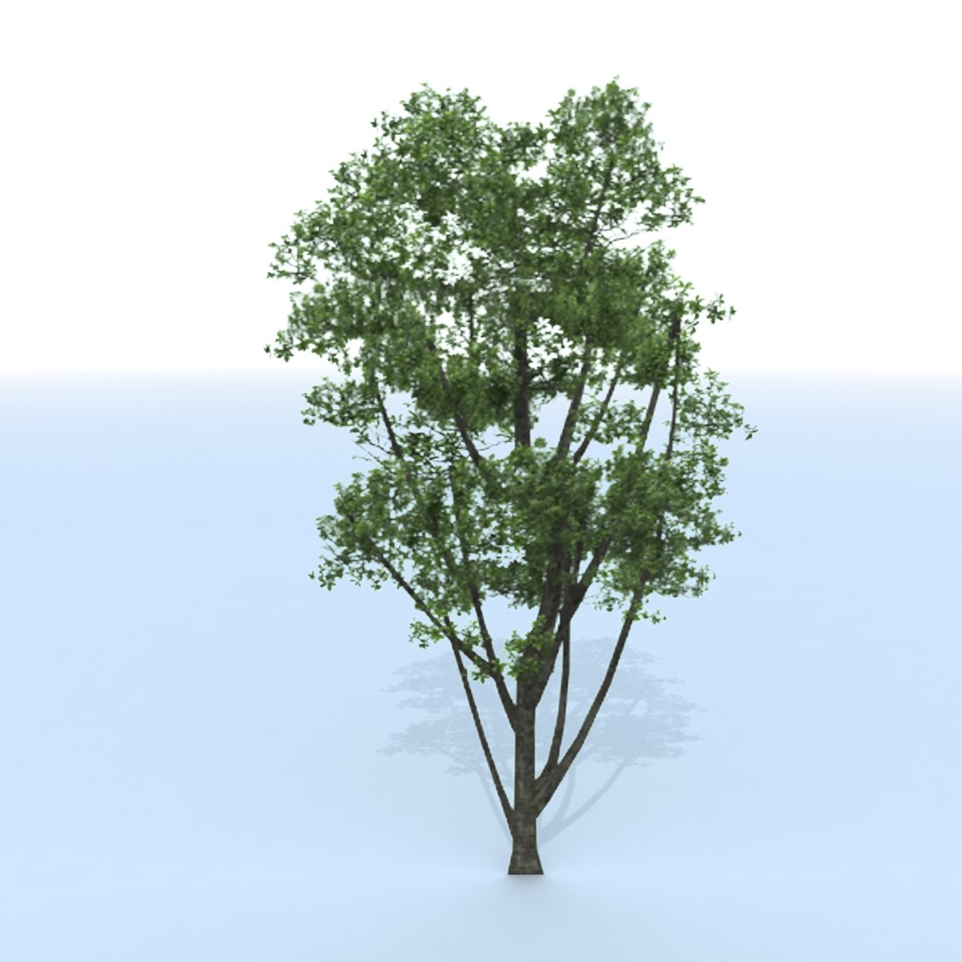 3d Tree Branches Model