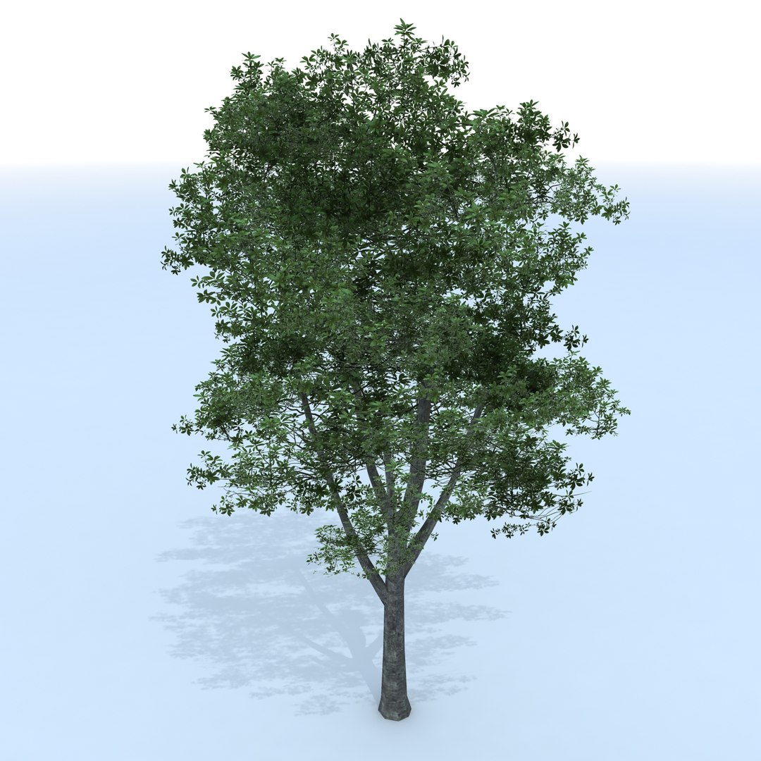 3d Tree Branches Model