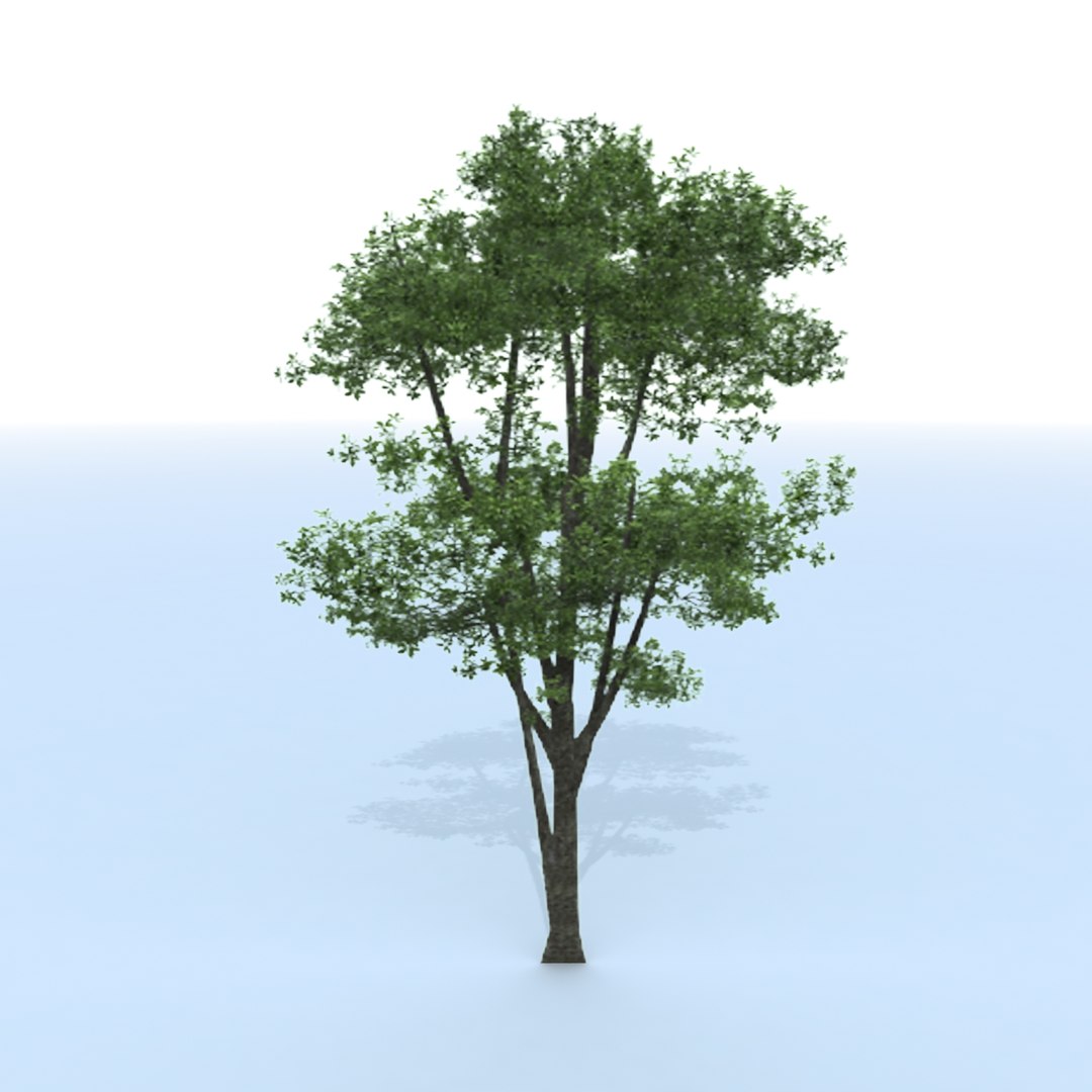 3d Tree Branches Model