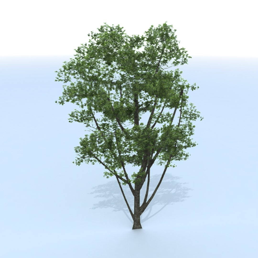 3d Tree Branches Model