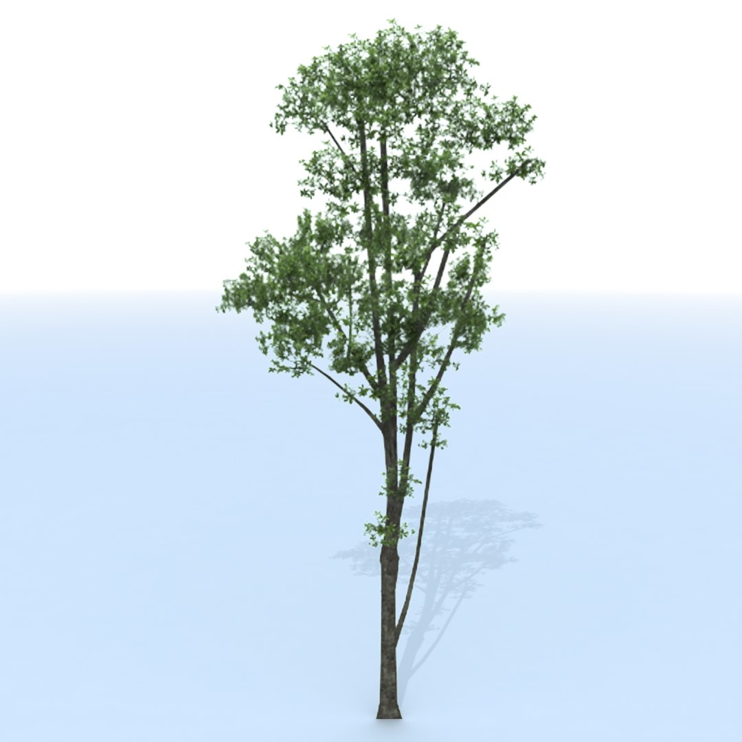 3d tree branches model