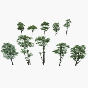 3d tree branches model