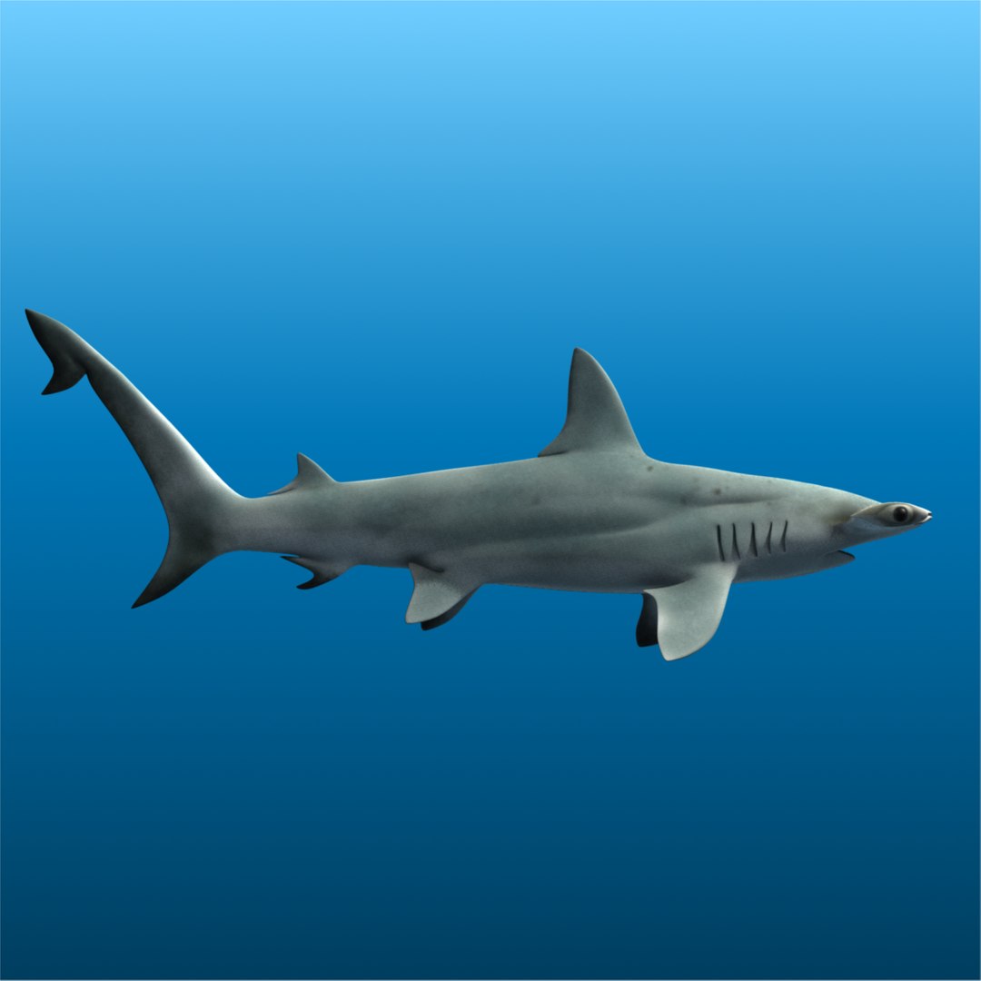 ma hammerhead shark https://p.turbosquid.com/ts-thumb/ld/ILKFVW/8JKJo4VD/hammerhead5/png/1325350808/1920x1080/fit_q87/c024bf5e79a15fcbd12e81d5a4823270f3697ffd/hammerhead5.jpg