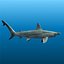 Hammerhead Shark