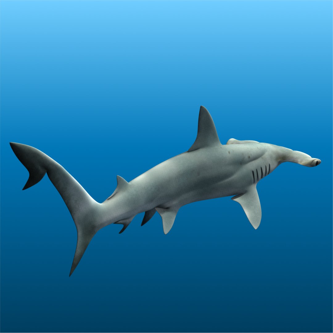 ma hammerhead shark https://p.turbosquid.com/ts-thumb/ld/ILKFVW/PDEQi7Oz/hammerhead4/png/1325350808/1920x1080/fit_q87/0d4779e399fdf1eee195e3cf32fd4cb6a8d91e2a/hammerhead4.jpg