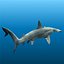 Hammerhead Shark