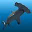 Hammerhead Shark