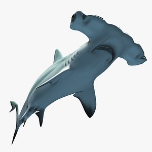 Hammerhead Shark
