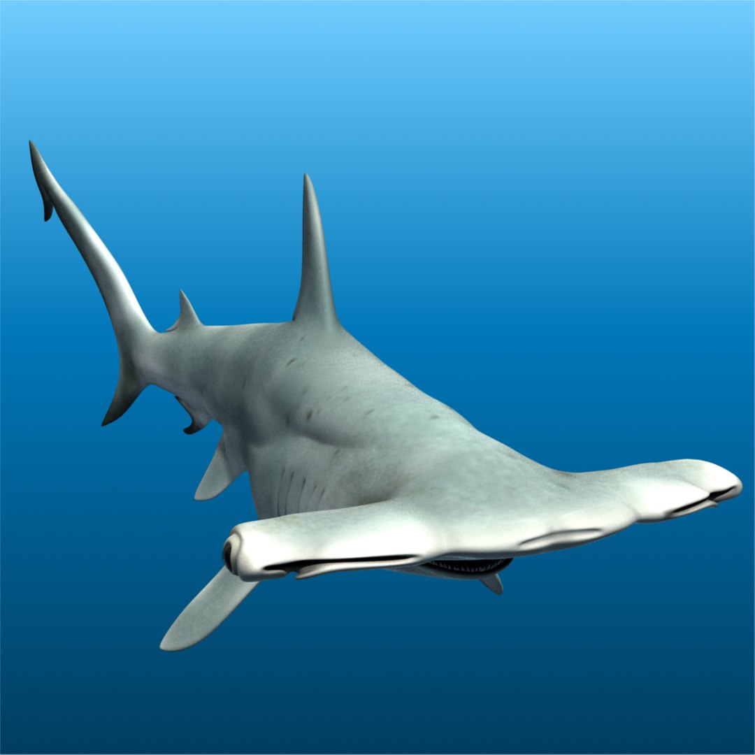 ma hammerhead shark https://p.turbosquid.com/ts-thumb/ld/ILKFVW/dXU0eT9G/hammerhead3/png/1325350808/1920x1080/fit_q87/c975de31fec6d0e48bf7cb0d0ef6f1391f763d5a/hammerhead3.jpg