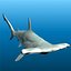 Hammerhead Shark