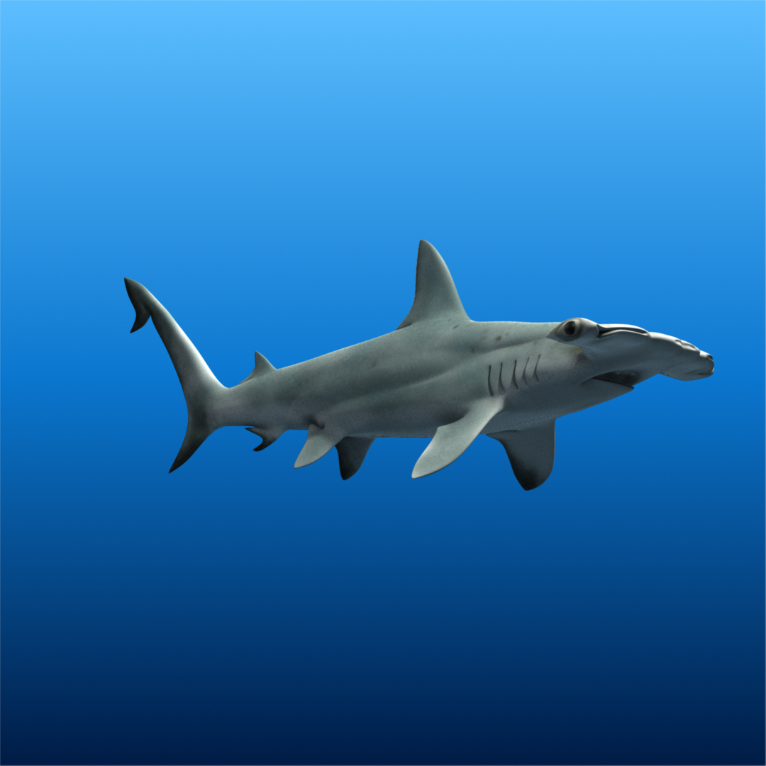 ma hammerhead shark https://p.turbosquid.com/ts-thumb/ld/ILKFVW/dxonSFdR/turntable/png/1325351201/1920x1080/turn_fit_q99/44e0e2a433e4610cd24a04c2e52845324b39af18/turntable-1.jpg