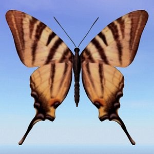 3d model butterfly scarce swallowtail