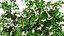 British Hedgerow Plants 3D Asset Collection