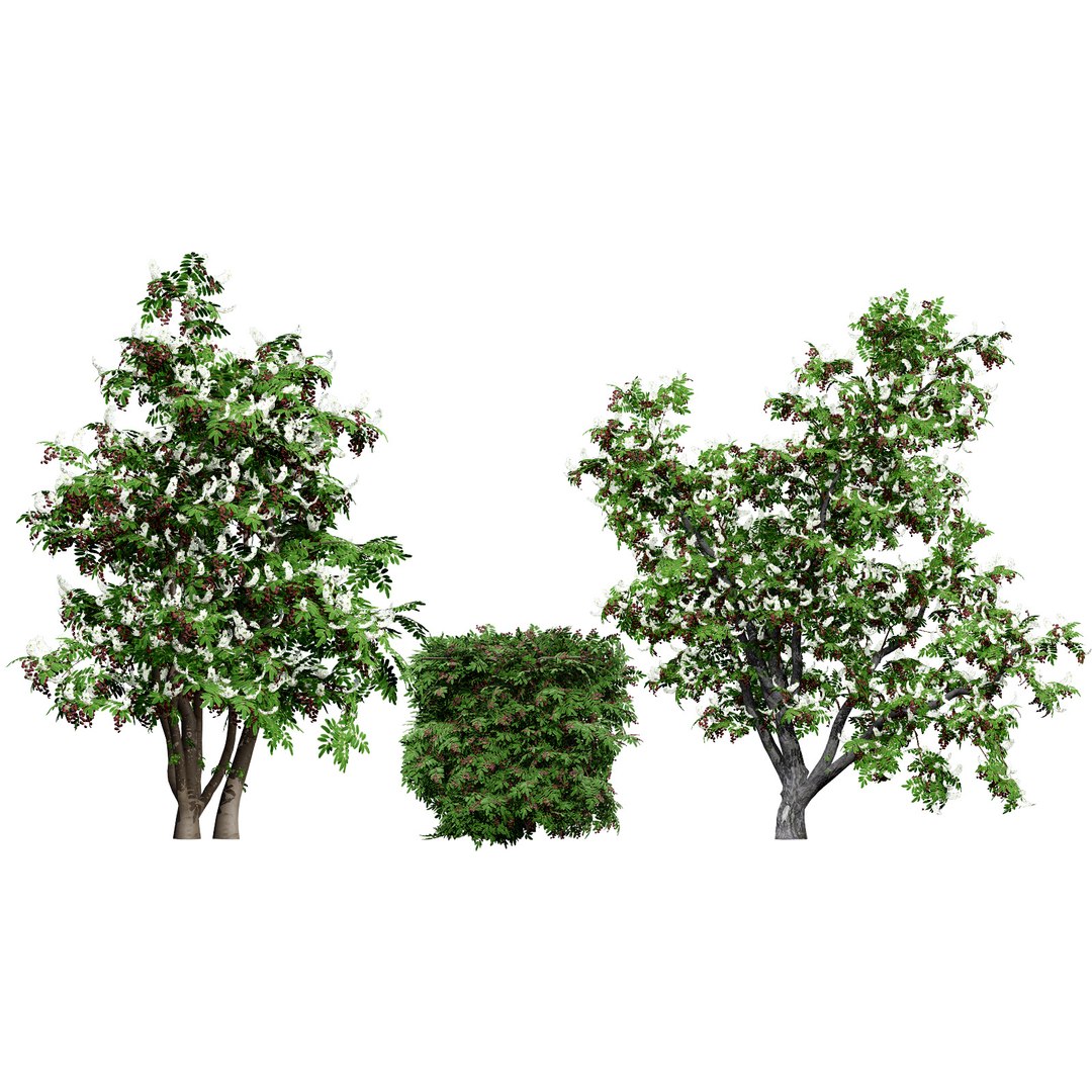 3D British Hedgerow Plants 3D Asset Collection model https://p.turbosquid.com/ts-thumb/ld/W8J2fm/D7/lcoverukhedgerowcherrylaurelversion1/jpg/1754079177/1920x1080/fit_q87/6b331878d97e904d223c017f8ce28242fa9c1efc/lcoverukhedgerowcherrylaurelversion1.jpg