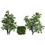 British Hedgerow Plants 3D Asset Collection