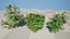British Hedgerow Plants 3D Asset Collection