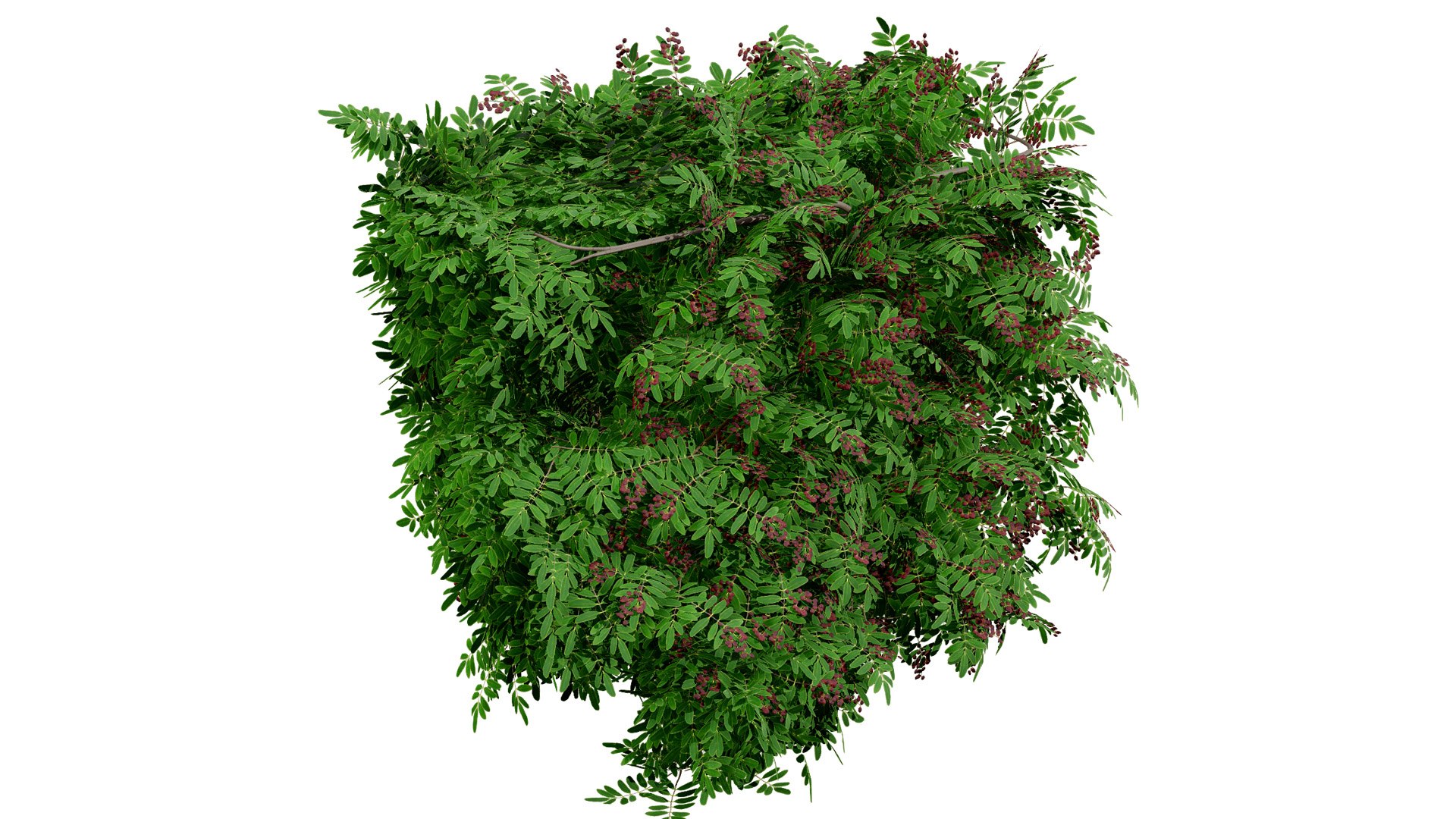 3D British Hedgerow Plants 3D Asset Collection model https://p.turbosquid.com/ts-thumb/ld/W8J2fm/Us/ukhedgerowcherrylaurelversion3z648l/jpg/1754079181/1920x1080/fit_q87/e4045ea26a80fbabeb524380f7a711f30eb6fba5/ukhedgerowcherrylaurelversion3z648l.jpg