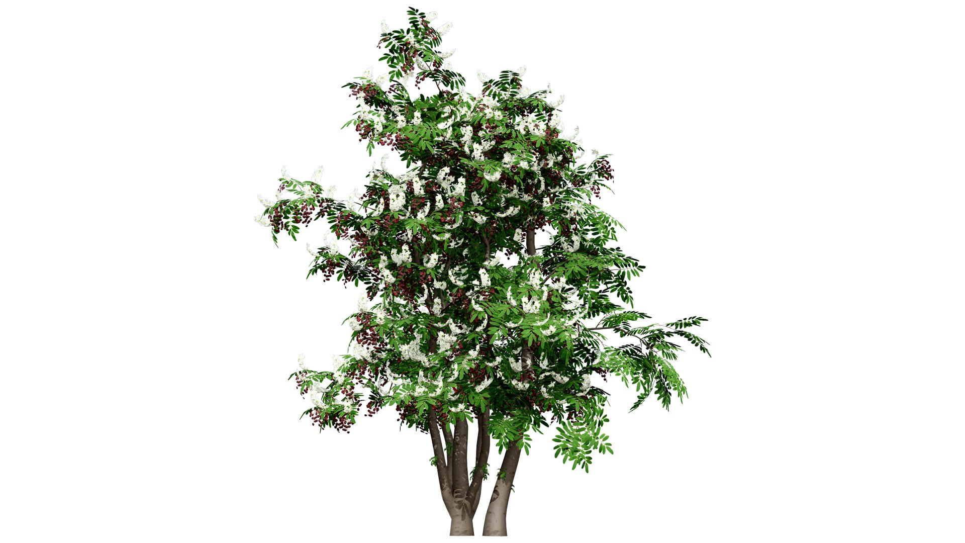 3D British Hedgerow Plants 3D Asset Collection model https://p.turbosquid.com/ts-thumb/ld/W8J2fm/V8/ukhedgerowcherrylaurelversion1z256l/jpg/1754079178/1920x1080/fit_q87/26e5d655024328cb671a0b68f53b234774ad4174/ukhedgerowcherrylaurelversion1z256l.jpg