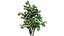 British Hedgerow Plants 3D Asset Collection