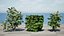British Hedgerow Plants 3D Asset Collection