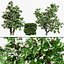 British Hedgerow Plants 3D Asset Collection
