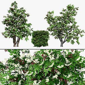 British Hedgerow Plants 3D Asset Collection